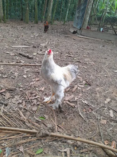 Galo Brahma 