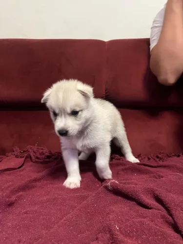 Filhotes Husky Siberiano