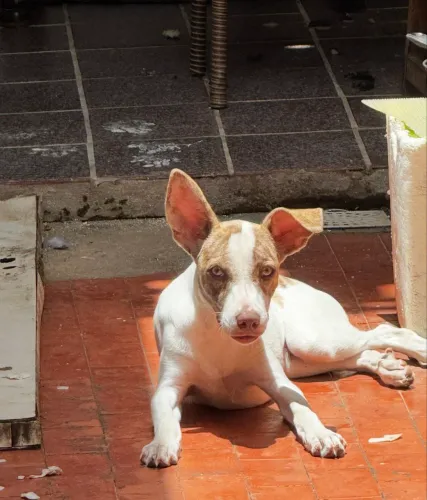Doa-se cadela