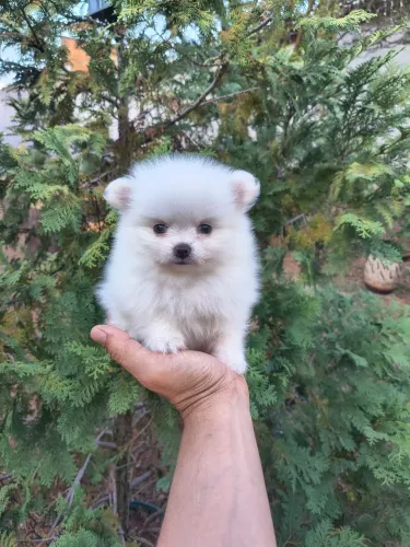 Spitz Alemão anão Fêmea e Macho (URSINHO)