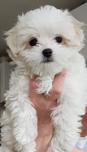 Maltês O cachorrinho ideal para criar histórias incríveis