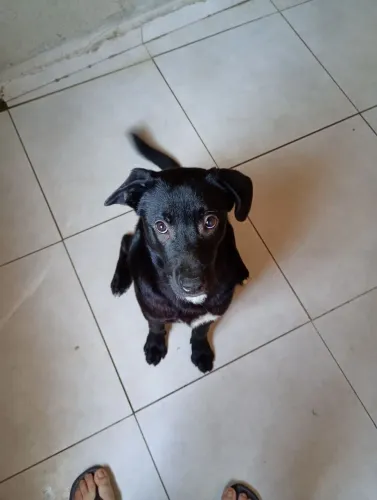 doa-se cachorro de raça mestiça