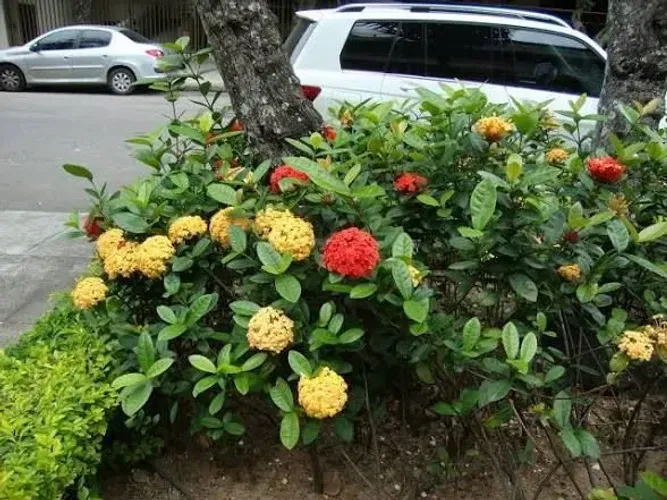 Jardinagem e Paisagismo