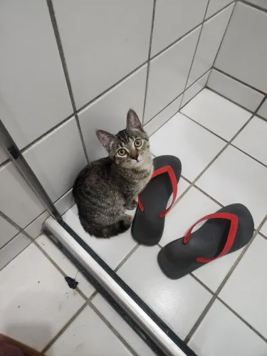 doação gato fêmea