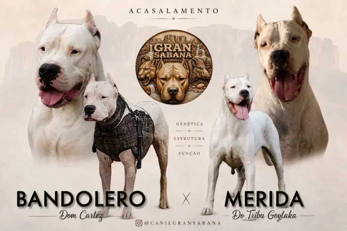 Filhotes de Dogo Argentino 