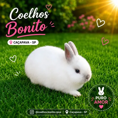 netherland dwarf coelho anão