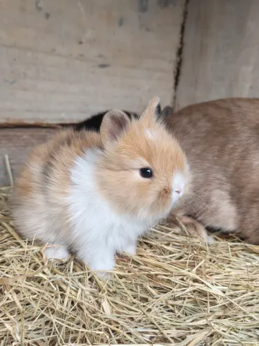 Coelho Mini Lion Heard - Raça pura.