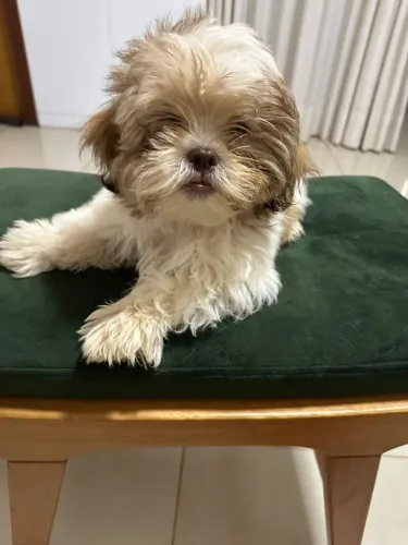 Vendo filhos de Shih tzu