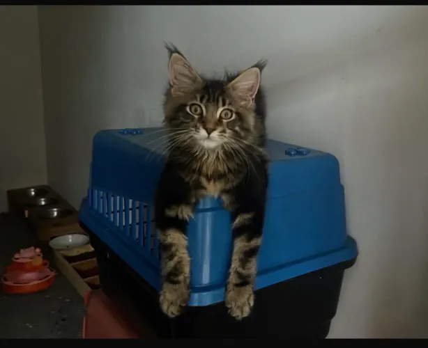 Filhotes de Maine Coon 