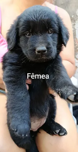Filhotes de Golden com labrador 
