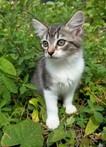 Gatinhas para adoção 