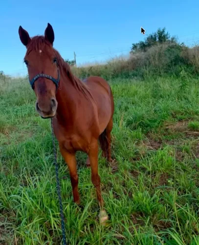 Cavalo quarto de milha mestiço capado 6 anos