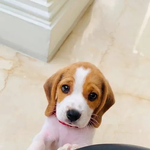 Beagle Filhote com charme e presença marcante