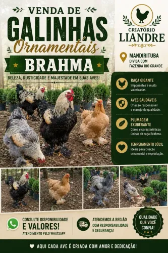 Casal de Galinha Raça Brahma Excelente Genética 