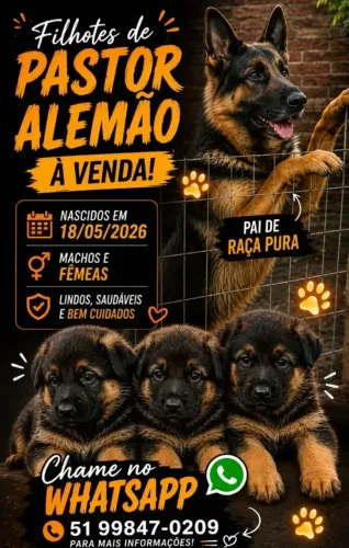 pastor alemão 