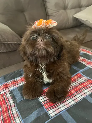 FÊMEA SHIH TZU CHOCOLATE