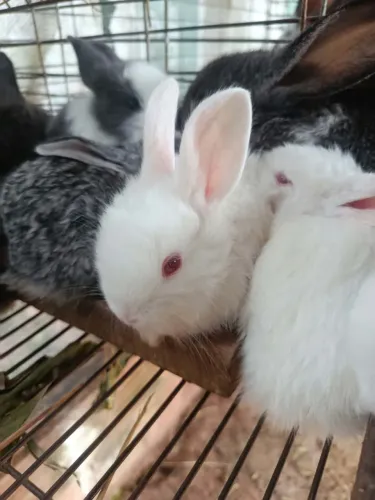Coelhos 