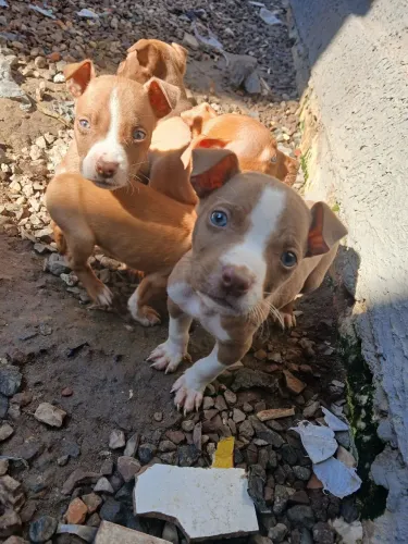 Pitbulls com 45 dias