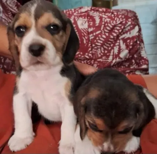 Filhote Beagle