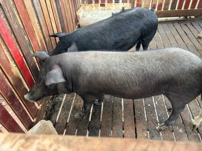 Vendo Leitoa estão em Marechal Cândido Rondon