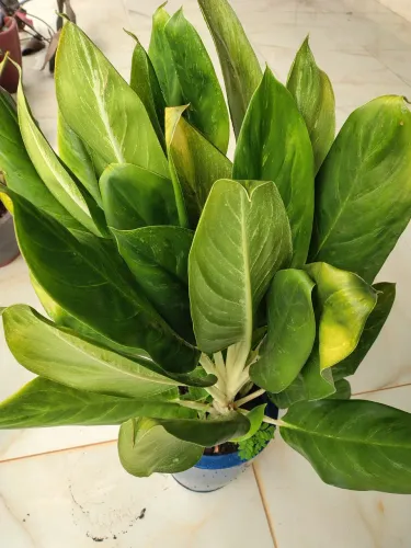 Planta Aglaonema Queen