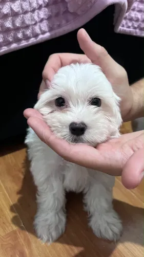 Cachorro Maltês mini Filhote