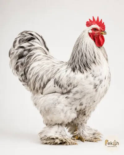 Brahma Splash Galinha
