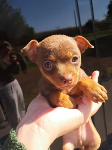 Pinscher Macho N1