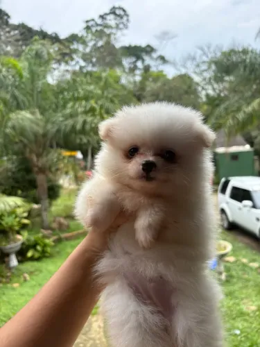 Lulu da pomerania 