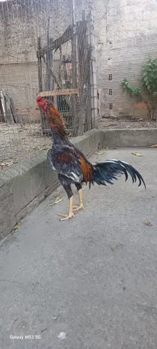 Galo índio mura