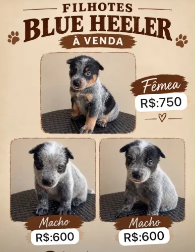 Filhote de cachorro blue heeler