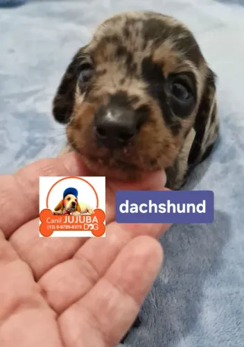 Dachshund lindos. Canil Jujuba Dog.  