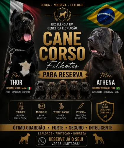Filhote de cane corso