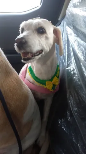Taxi pet