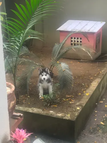 Filhotes de Husky