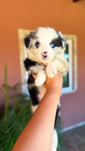 Border collie macho em até 18x