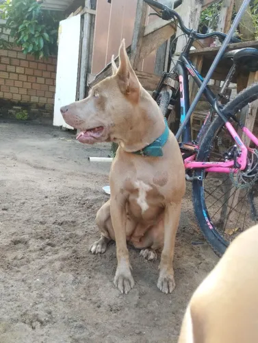 Cadela Pitbull Apbt 