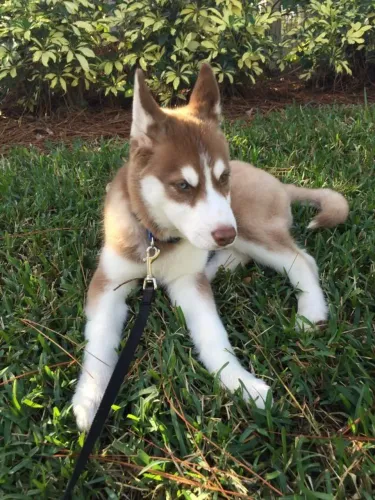 Husky siberiano O presente que será lembrado todos os dias