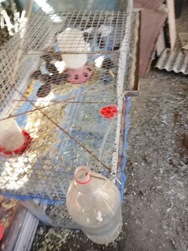 Codornas chinesas e viveiro com bebedouro automático 