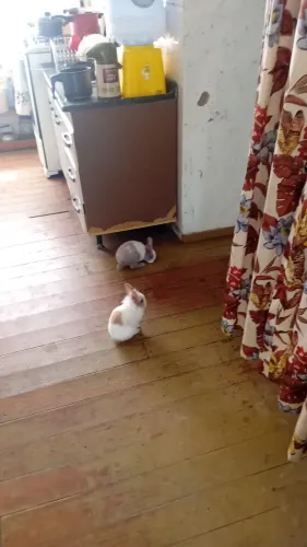 Vendo dois minis coelhos ?