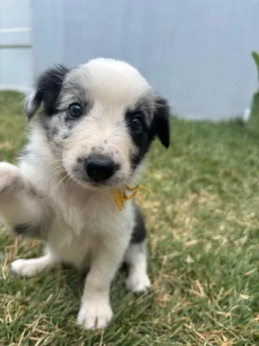 Filhotes Border collie