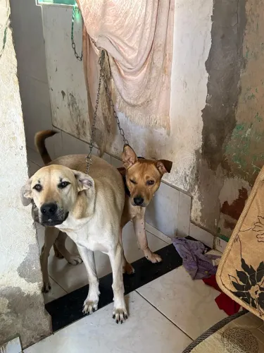 Cães para adoção!