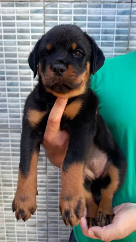 Filhote macho rottweiler