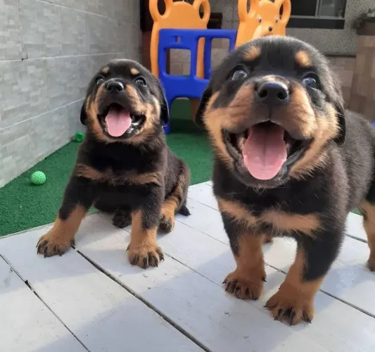 Rottweiler grandão e super amoroso