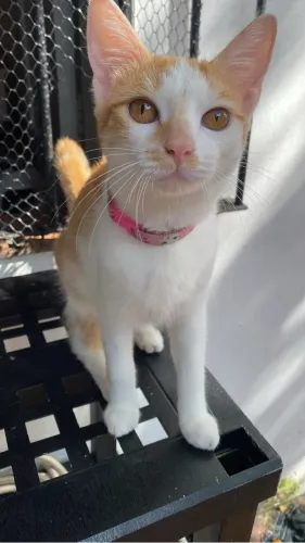GATINHA CASTRADA ADOÇAO RESPONSÁVEL