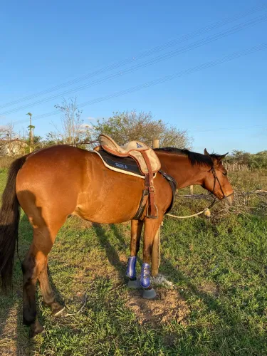 Cavalo quarto de milha 