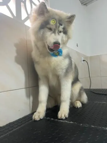 Husky Siberiano, 07 meses. Vacinas em dia
