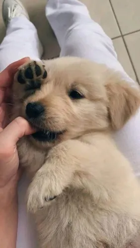 Filhote Golden Retriever, Os mais fofos e carinhosos!