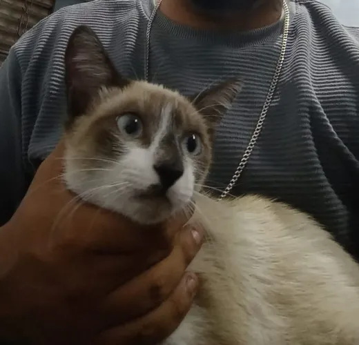 Estou doando um gatinho siamês 