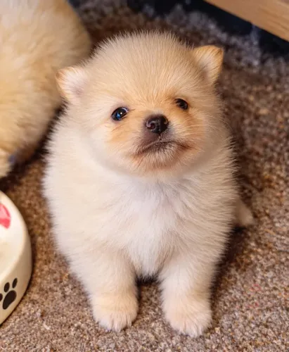 Filhote de Lulu da Pomerânia Anão (Spitz alemão)